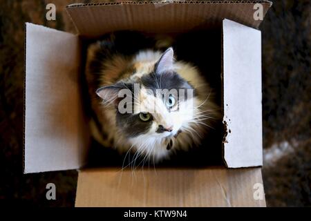 Calico Cat Ausblenden von innen geöffnet wird Stockfoto