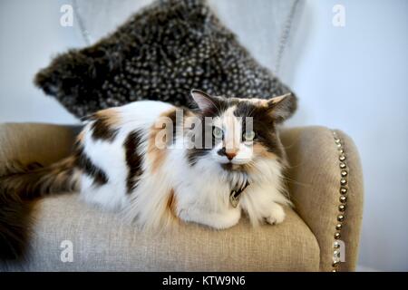 Calico Cat Verlegung auf Stuhl Stockfoto