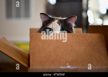 Calico Cat Ausblenden von innen geöffnet wird Stockfoto