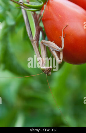 Romantis Stockfoto