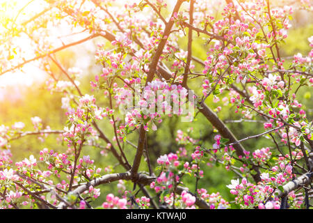 Zweigniederlassungen von blühender Apfelbaum in die goldenen Strahlen der Sonne, getönte Foto Stockfoto