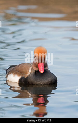 Kolbenente Netta rufina männlichen London Oktober Stockfoto