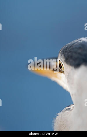 Graureiher Ardea cinerea Bushy Park London Oktober Stockfoto