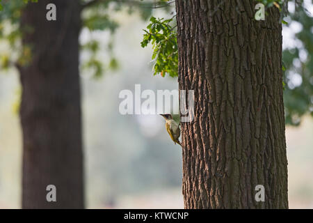 Grünspecht Picus viridis männlichen Surrey Herbst Stockfoto