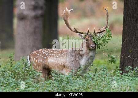 Damwild Dama Dama buck in Bushy Park London Oktober Stockfoto