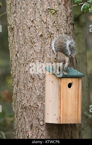 Grau (Östliches graues Eichhörnchen) Eichhörnchen Sciurus carolinensis sitzen auf Nest im Wald Norfolk Oktober Stockfoto