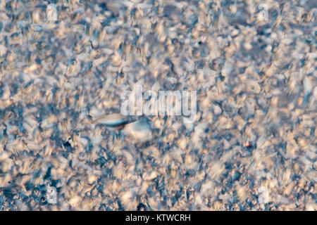 Rote Knoten Calidris Canutus verlassen Flut an Snettisham RSPB Reservat die Wäsche Norfolk November roost Stockfoto