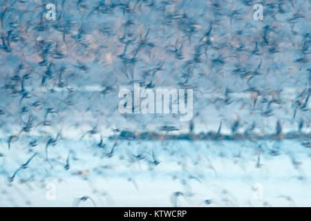 Rote Knoten Calidris Canutus verlassen Flut an Snettisham RSPB Reservat die Wäsche Norfolk November roost Stockfoto