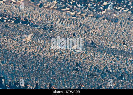 Rote Knoten Calidris Canutus und Austernfischer bei Flut an Snettisham RSPB Reservat die Wäsche Norfolk November roost Stockfoto