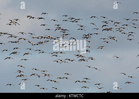 Rosa-Gänse Anser brachyrhynchus Salthouse North Norfolk November Stockfoto
