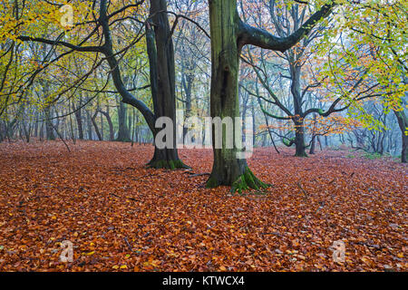 Herbst Farbe in Buche Wald auf nebligen Tag nr Holt North Norfolk Stockfoto