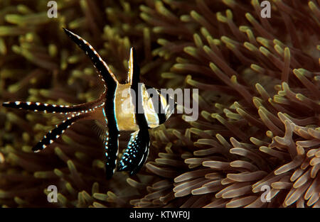 BANGGAI CARDINALFISH (PTERAPOGON KAUDENI) Stockfoto