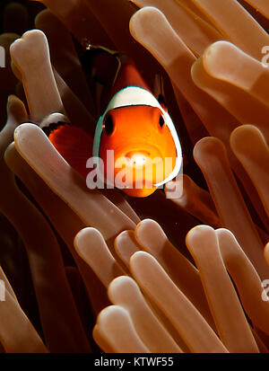 Falsche CLOWNFISCH (AMPHIPRION OCELLARIS) PEAKING AUS EINER ANEMONE Stockfoto