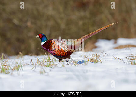 Einen schönen Fasan Spaziergänge im Schnee Stockfoto