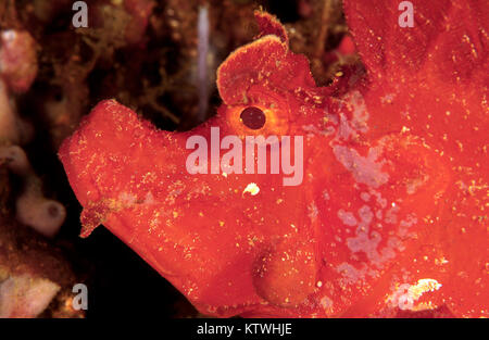 Nahaufnahme der ein Paddel-KLAPPE SCORPIONFISH (RHINOPIAS ESCHMEYERI) Stockfoto