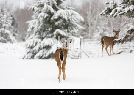 Zwei Seeadler nicht in einer winterlichen Wisconsin Hinterhof. Stockfoto