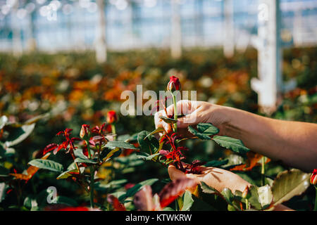 Ist jemand Schneiden eine Rose in einem Gewächshaus Stockfoto