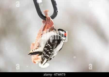 Männliche Downy Woodpecker Fütterung auf einige Weißwedelhirsche Fleisch und Fett. Stockfoto