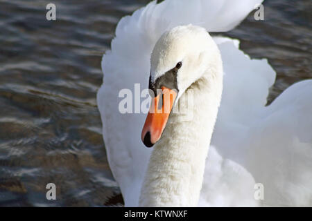 Schöne Höckerschwan posing und Kamera Stockfoto