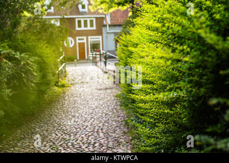 Grüne Büsche auf der Straße. Stockfoto