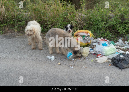 Traurig, verlassenen Hunde sie Nahrung in die Abfälle auf der Straße Stockfoto