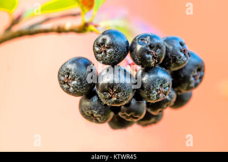 Aronia melanocarpa Aronia Beeren, Reife am Baum Stockfoto
