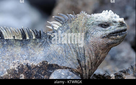 Ein Marine iguana oder Galápagos Marine iguana (Amblyrhynchus cristatus cristatus). Diese Unterart ist endemisch auf Isabela und Fernandina Inseln. Las Tint Stockfoto