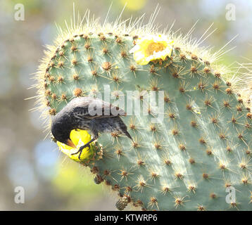 Eine weibliche Cactus Finch (Geospiza scandens) Fütterung auf eine Opuntia oder Feigenkaktus (Opuntia megasperma) Blüte. Puerto Ayora, Santa Cruz, Galapagos, Ecua Stockfoto