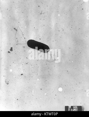 Dies ist eine Transmission Electron Micrograph (TEM) einer Flagellated Bakterium Listeria monocytogenes, vergrößerte 41, 250 X. Listeria monocytogenes ist der Erreger für die durch Lebensmittel übertragenen Krankheit Listeriose, 2002 verantwortlich. In den USA werden schätzungsweise 2 500 Personen ernsthaft mit listeriose jedes Jahr krank werden. Von diesen 500 sterben. Bild mit freundlicher Genehmigung von CDC/Dr. Balasubr Swaminathan, Peggy Hayes. Stockfoto