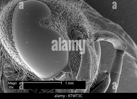 Dieses Bild zeigt einen Scanning Electron Micrograph (SEM) von einer Wespe Leiter Region, während in der Fokussierung auf das Insekt Compound eye, vergrößerte 35 X. Die Wespe? s Compound eye ist eigentlich aus vielen identischen Rezeptor Einheiten, sogenannten Ommatidien, 2002. Jeder Rezeptor enthält seine eigene Linse und lichtempfindliche Zellen, und ist eigentlich ein Auge an sich. Mit freundlicher CDC. Stockfoto