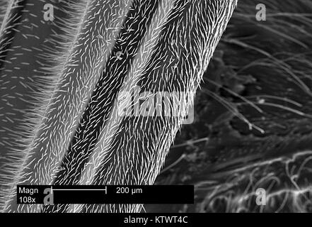 Dies ist ein Scanning Electron Micrograph (SEM) eines Wasp Anhängsel enthüllt kleine, hoch empfindliche Haare auf seiner Oberfläche 108 X vergrößert Als seten bekannt, diese Haare handeln, um die Ebenen der Empfindlichkeit von der Wasp Umwelteinflüsse, wie Wind, Feuchtigkeit zu erhöhen, und die Temperatur. Mit freundlicher Genehmigung der CDC, 2002. Stockfoto