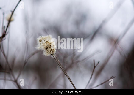 Schnee Gras mit Pillowy Baumwolle wie Kopf mit Bokeh Stockfoto