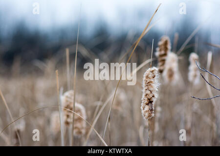 Bereich der Cat tail Schilf gehen mit großer Bokeh zu Flusen. Stockfoto