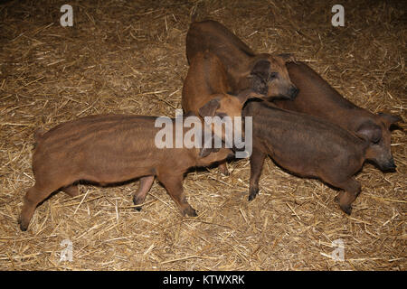 Foto von mangalica Ferkel an die Farm der Tiere Stockfoto