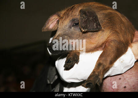Foto des Neugeborenen mangalica Ferkel an die Farm der Tiere. Unbekannte Betriebsinhaber halten wenige Wochen alten schönen mangalica Ferkel Stockfoto