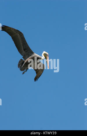 Brown pelican Fliegen, immer bereit zu tauchen. Stockfoto