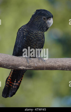 Australischen weiblichen Red-tailed Kakadu, Calyptorynchus magnificus Stockfoto