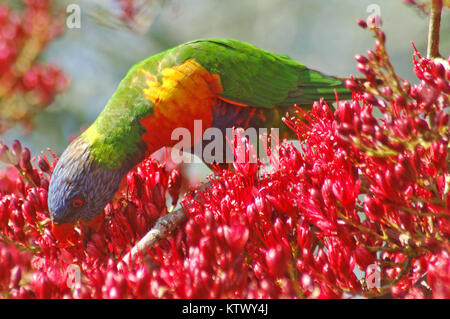 Australische Rainbow Lorikeet, Trichoglossus moluccanus, in Parrot Tree, Schotia brachypetela Stockfoto