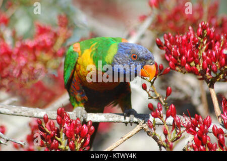 Australische Rainbow Lorikeet, Trichoglossus moluccanus, in Parrot Tree, Schotia brachypetela Stockfoto