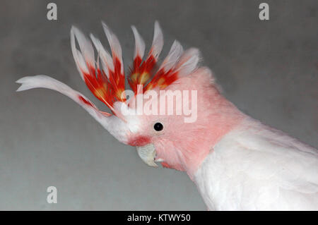 Portrait von Major Mitchell's Kakadu, Cacatua leadbeateri, Australien Stockfoto