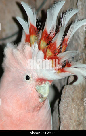 Portrait von Major Mitchell's Kakadu, Cacatua leadbeateri, Australien Stockfoto