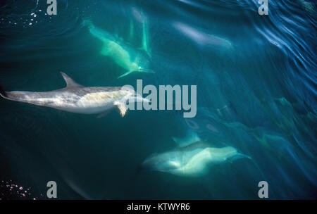 Delphine, Schwimmen im Meer und auf der Jagd nach Fischen. Die lange-beaked Common dolphin (Wissenschaftlicher Name: Delphinus capensis) im Atlantischen Ozean. Stockfoto