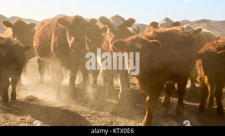 Opa Rinderherde, die sich vom Corral auf die Weide in Delta, Colorado. Stockfoto