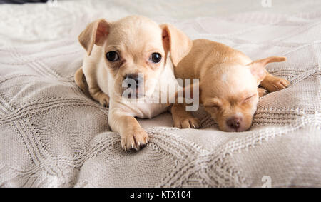 Kleine Chihuahua Welpen Entspannen auf Decke Stockfoto