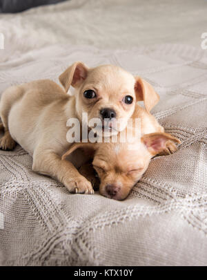 Kleine Chihuahua Welpen Entspannen auf Decke Stockfoto