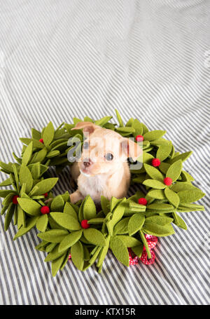 Kleine Chihuahua Welpe in Weihnachten Kranz sitzen Stockfoto