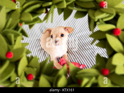 Kleine Chihuahua Welpe in Weihnachten Kranz sitzen Stockfoto