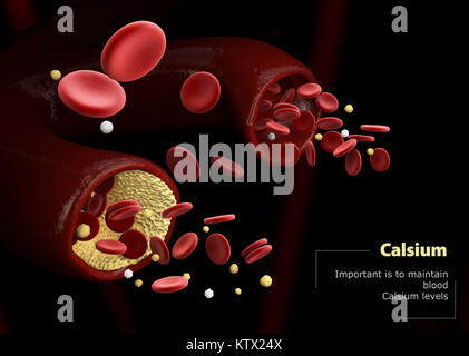 3D-Darstellung von Calcitonin und Parathormon. Verordnung der Calciumspiegel im Blut. Stockfoto