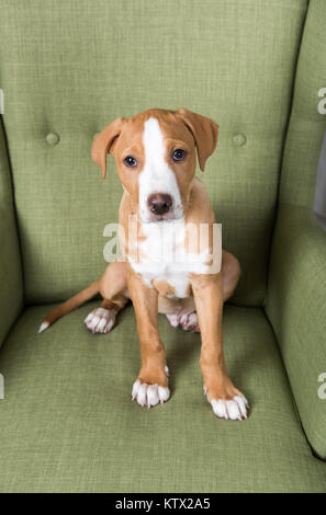 Fawn-Weiß Mischling Welpe Entspannung im Grünen Stuhl zu Hause Stockfoto