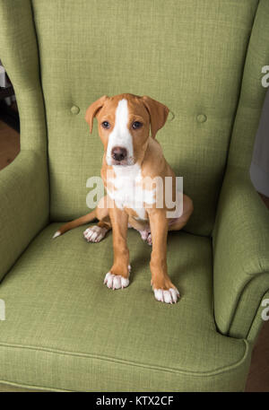 Fawn-Weiß Mischling Welpe Entspannung im Grünen Stuhl zu Hause Stockfoto